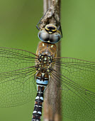Migrant hawker - UK Animalia,Arthropoda,Insecta,Odonata,Aeshnidae,Aeshna mixta,Migrant hawker,dragonfly,dragonflies