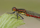 Large red damsel - UK Large red damsel,Animalia,Arthropoda,Insecta,Odonata,Coenagrionidae,Pyrrhosoma nymphula