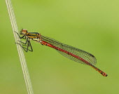 Large red damsel - UK colours,color,colors,Colour,Close up,blur,selective focus,blurry,depth of field,Shallow focus,blurred,soft focus,rouge,Red,scarlet,crimson,Green background,coloration,Colouration,Macro,macrophotograph