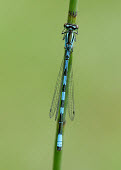 Northern damselfly - UK patterns,patterned,Pattern,Green background,colours,color,colors,Colour,blur,selective focus,blurry,depth of field,Shallow focus,blurred,soft focus,azul,Blue,coloration,Colouration,Close up,stripe,Str