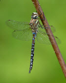 Migrant hawker - UK Animalia,Arthropoda,Insecta,Odonata,Aeshnidae,Aeshna mixta,Migrant hawker,dragonfly,dragonflies
