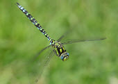 Blue hawker - UK Animalia,Arthropoda,Insecta,Odonata,Aeshnidae,Aeshna cyanea,Southern hawker,Blue hawker,hawker,dragonfly,dragonflies