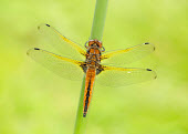 Blue chaser - UK Close up,Macro,macrophotography,Green background,blur,selective focus,blurry,depth of field,Shallow focus,blurred,soft focus,Scarce chaser,Blue chaser,Animalia,Arthropoda,Insecta,Odonata,Libellulidae,