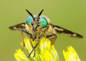 Horse-fly - UK eyes,Eye,Blue eyes,Blue,Green background,Close up,Green,Green eyes,blur,selective focus,blurry,depth of field,Shallow focus,blurred,soft focus,face,eye colour,Macro,macrophotography,fly,flies,insect,H