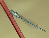 Blue featherleg - UK White-legged damselfly,Blue featherleg,Animalia,Arthropoda,Insecta,Odonata,Platycnemididae,Platycnemis pennipes