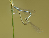 Blue featherleg - UK White-legged damselfly,Blue featherleg,Animalia,Arthropoda,Insecta,Odonata,Platycnemididae,Platycnemis pennipes