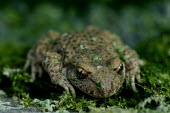 Common midwife toad - Catalonia Common midwife toad,Alytes obstetricans
