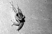 Frog - Sarawak, Malaysia frog,frogs,amphibian,amphibians,Animalia,Chordata,Amphibia,Anura