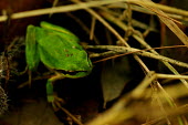 Mediterranean tree frog - Spain Close up,frog,frogs,amphibian,amphibians,Mediterranean tree frog,Hyla meridionalis,Chordates,Chordata,Hylidae,Hylids,Anura,Frogs and Toads,Amphibians,Amphibia,Hyla barytonus,Hyla perezii,Hyla arborea