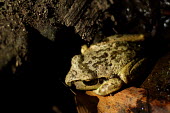 Frog - Australia Luis Mata Close up,frog,frogs,amphibian,amphibians,Animalia,Chordata,Amphibia,Anura