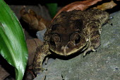 Frog - Vietnam frog,frogs,amphibian,amphibians,Animalia,Chordata,Amphibia,Anura