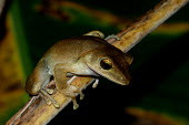 Frog - Vietnam Close up,frog,frogs,amphibian,amphibians,Animalia,Chordata,Amphibia,Anura