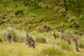Eastern grey kangaroos - Australia Eastern grey kangaroo,Macropus giganteus,Kangaroos and Wallabies,Macropodidae,Chordates,Chordata,Diprotodontia,Kangaroos, Wallabies,Mammalia,Mammals,Forester kangaroo,great grey kangaroo,Tasmanian for