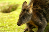 Tasmanian pademelon - Tasmania Animalia,Chordata,Mammalia,Diprotodontia,Macropodidae,Thylogale,Thylogale billardierii,Tasmanian pademelon,Red-bellied pademelon,pademelon