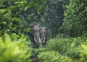 Two male tuskers block the forest road from trespassers - West Bengal environment,ecosystem,Habitat,herds,gamming,Herd,herding,assemble,forests,Forest,guarded,guard,danger,Defensive,defense,protecting,guarding,defence,protective,warn,warning,protect,warns,Tusks,tusk,Jun