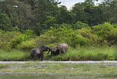 Elephants play fighting by the 'Dima' riverbed during monsoon season - West Bengal elephant,elephants,trunk,trunks,herbivores,herbivore,vertebrate,mammal,mammals,terrestrial,Asian elephant,Elephas maximus,Mammalia,Mammals,Elephants,Elephantidae,Chordates,Chordata,Elephants, Mammoths