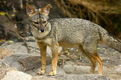 Sechuran fox - Peru Sechuran Fox,Peruvian Desert Fox,Sechuran Desert Fox,Animalia,Chordata,Mammalia,Carnivora,Canidae,Lycalopex sechurae