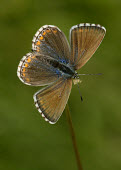 Adonis blue butterfly,butterflies,Adonis blue,Lysandra bellargus,Arthropoda,Arthropods,Lepidoptera,Butterflies, Skippers, Moths,Insects,Insecta,Coppers, Hairstreaks,Lycaenidae,Europe,Fluid-feeding,Wildlife and Co