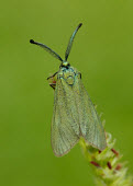 Cistus forester Close up,Macro,macrophotography,Animalia,Arthropoda,Insecta,Lepidoptera,Zygaenidae,Adscita,Adscita geryon,Cistus forester
