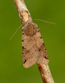 Brown-spot pinion Brown-spot pinion,Animalia,Arthropoda,Insecta,Lepidoptera,Noctuidae,Agrochola,Agrochola litura,moth,moths