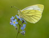 Green-veined white coloration,Colouration,colours,color,colors,Colour,blur,selective focus,blurry,depth of field,Shallow focus,blurred,soft focus,Green,Close up,wings,wing,winged,Macro,macrophotography,butterfly,butterf