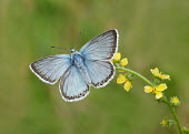 Chalkhill blue azul,Blue,colours,color,colors,Colour,Macro,macrophotography,coloration,Colouration,Close up,Chalkhill blue,Animalia,Arthropoda,Insecta,Lepidoptera,Lycaenidae,Polyommatus coridon,butterfly,butterflies
