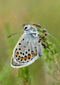 Silver-studded blue Close up,coloration,Colouration,patterns,patterned,Pattern,Macro,macrophotography,spotty,spot,Spots,spotted,blur,selective focus,blurry,depth of field,Shallow focus,blurred,soft focus,Silver-studded b