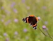 Red admiral butterfly,butterflies,Red admiral,Vanessa atalanta,Nymphalidae,Brush-Footed Butterflies,Lepidoptera,Butterflies, Skippers, Moths,Arthropoda,Arthropods,Insects,Insecta,Urban,North America,Europe,Flying
