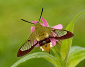 Broad-bordered bee hawk-moth Animalia,Arthropoda,Insecta,Lepidoptera,Sphingidae,Hemaris,Hemaris fuciformis,hawk moth,moth,moths,broad-bordered bee hawk-moth,Broad-bordered bee hawk-moth