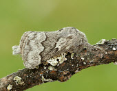 Pale eggar Pale eggar,Animalia,Athropoda,Insecta,Lepidoptera,Lasiocampidae,Trichiura crataegi,moth,moths
