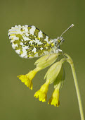Orange-tip Macro,macrophotography,Close up,butterfly,butterflies,Orange-tip,Anthocharis cardamines,Insects,Insecta,Whites, Sulphurs, Orange-tips,Pieridae,Lepidoptera,Butterflies, Skippers, Moths,Arthropoda,Arthr