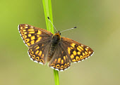 Duke of Burgundy coloration,Colouration,Close up,orange,peach,colours,color,colors,Colour,Macro,macrophotography,butterfly,butterflies,Duke of Burgundy,Hamearis lucina,Riodinidae,Metalmark Butterflies,Insects,Insecta,