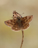 Dingy skipper Close up,colours,color,colors,Colour,coloration,Colouration,Macro,macrophotography,Brown,beige,Dingy skipper,Animalia,Arthropoda,Insecta,Lepidoptera,Hesperiidae,Erynnis,Erynnis tages,butterfly,butterf
