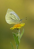 Green-veined white Macro,macrophotography,Close up,butterfly,butterflies,Green-veined white,Pieris napi,Arthropoda,Arthropods,Lepidoptera,Butterflies, Skippers, Moths,Insects,Insecta,Whites, Sulphurs, Orange-tips,Pierid