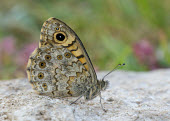 Wall brown Close up,patterns,patterned,Pattern,Macro,macrophotography,coloration,Colouration,Wall,Wall brown,butterfly,butterflies,Animalia,Arthropoda,Insecta,Lepidoptera,Nymphalidae,Lasiommata megera