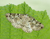 Brussels lace Animalia,Arthropoda,Insecta,Lepidoptera,Geometridae,Cleorodes,Cleorodes lichenaria,moth,moths,Brussels lace