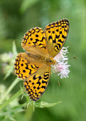 High brown fritillary patterns,patterned,Pattern,orange,peach,coloration,Colouration,Grassland,wildflower meadow,Meadow,Terrestrial,ground,environment,ecosystem,Habitat,colours,color,colors,Colour,Close up,Macro,macrophoto