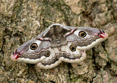 Emperor moth patterns,patterned,Pattern,Macro,macrophotography,coloration,Colouration,Close up,mimic,Mimicry,copy,moth,moths,Emperor moth,Saturnia pavonia,Giant Silkworm Moths, Royal Moths,Saturniidae,Lepidoptera,
