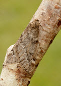 March moth Close up,Macro,macrophotography,March moth,Animalia,Arthropoda,Insecta,Lepidoptera,Geometridae,Alsophila aescularia,moth,moths