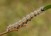 Buff-tip Animalia,Arthropoda,Insecta,Lepidoptera,Notodontidae,Phalera,Phalera bucephala,Buff-tip,moth,moths