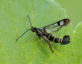 Currant clearwing Currant clearwing,Arthropoda,Insecta,Lepidoptera,Sesiidae,Synanthedon tipuliformis,moth,moths