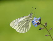 Green-veined white Close up,Macro,macrophotography,butterfly,butterflies,Green-veined white,Pieris napi,Arthropoda,Arthropods,Lepidoptera,Butterflies, Skippers, Moths,Insects,Insecta,Whites, Sulphurs, Orange-tips,Pierid