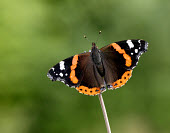 Red admiral butterfly,butterflies,Red admiral,Vanessa atalanta,Nymphalidae,Brush-Footed Butterflies,Lepidoptera,Butterflies, Skippers, Moths,Arthropoda,Arthropods,Insects,Insecta,Urban,North America,Europe,Flying