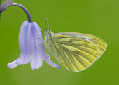 Green-veined white wings,wing,winged,coloration,Colouration,blur,selective focus,blurry,depth of field,Shallow focus,blurred,soft focus,Macro,macrophotography,Green,colours,color,colors,Colour,Close up,butterfly,butterf