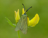 Cistus forester Animalia,Arthropoda,Insecta,Lepidoptera,Zygaenidae,Adscita,Adscita geryon,Cistus forester