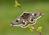 Emperor moth moth,moths,Emperor moth,Saturnia pavonia,Giant Silkworm Moths, Royal Moths,Saturniidae,Lepidoptera,Butterflies, Skippers, Moths,Arthropoda,Arthropods,Insects,Insecta,Animalia,Agricultural,Scrub,Terres