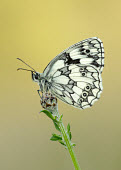 Marbled white Marbled white,Animalia,Arthropoda,Insecta,Lepidoptera,Nymphalidae,Melanargia galathea,butterfly,butterflies