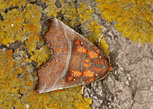 Herald Herald,Animalia,Athropoda,Insecta,Lepidoptera,Erebidae,Scoliopteryx libatrix,moth,moths