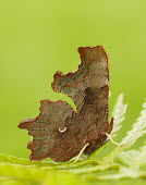 Comma butterfly,butterflies,Comma,Polygonia c-album,Insects,Insecta,Nymphalidae,Brush-Footed Butterflies,Arthropoda,Arthropods,Lepidoptera,Butterflies, Skippers, Moths,Asia,Flying,Africa,Urban,Fluid-feeding
