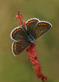Brown argus Animalia,Arthropoda,Insecta,Lepidoptera,Lycaenidae,Aricia,Aricia agestis,Brown argus,butterfly,butterflies